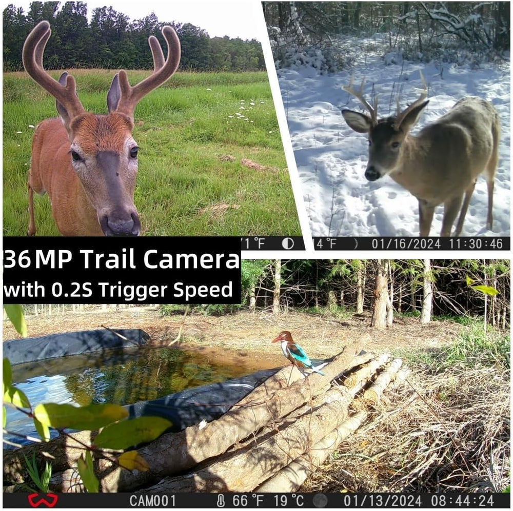 WOSODA trail camera full HD video captures natural behavior for documentation.