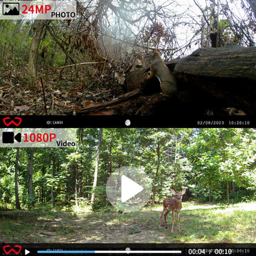WOSPORTS Mini Trail Camera 24MP-image captures sharp daytime wildlife photos.