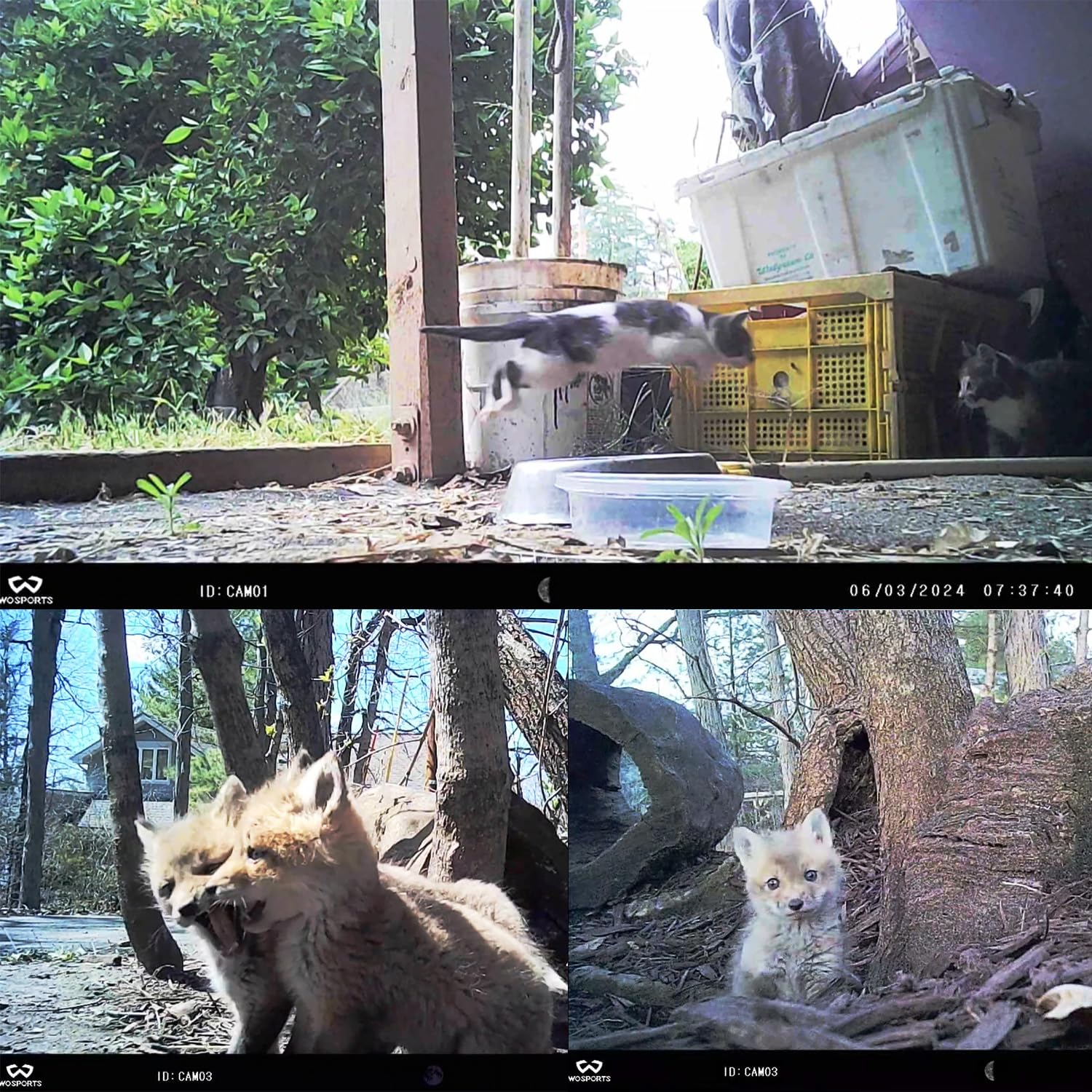 WOSPORTS mini trail camera night vision mode captures clear infrared footage after dark