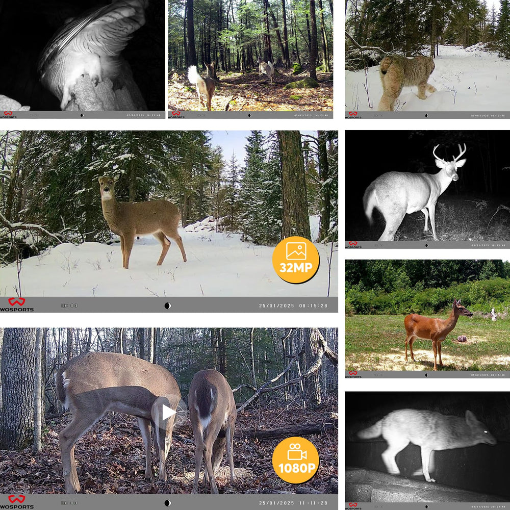 WOSPORTS mini trail camera night vision captures nocturnal activity clearly.