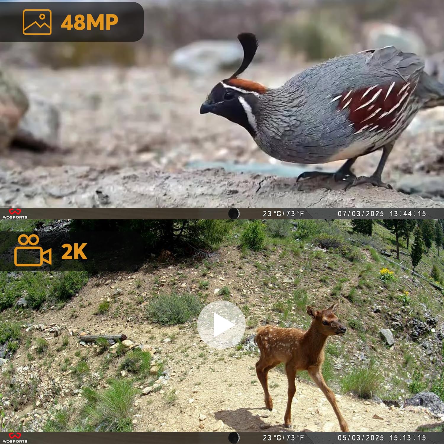 WOSPORTS night vision view enabling nighttime wildlife observation.