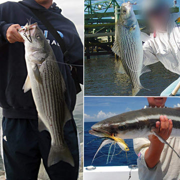 XFISHMAN jigs on hook setup demonstrates easy rigging and quick, effective presentation.