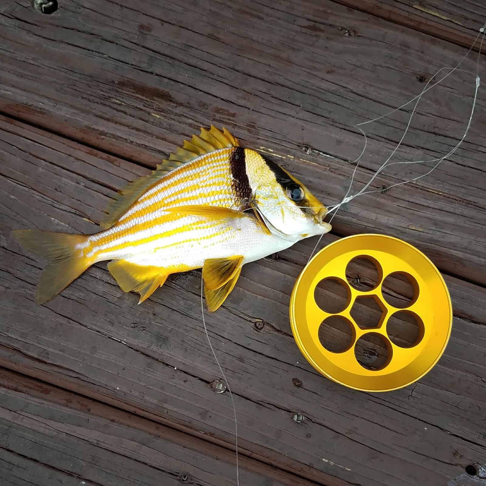 Yoyito handline in use during a fish fight with direct feel