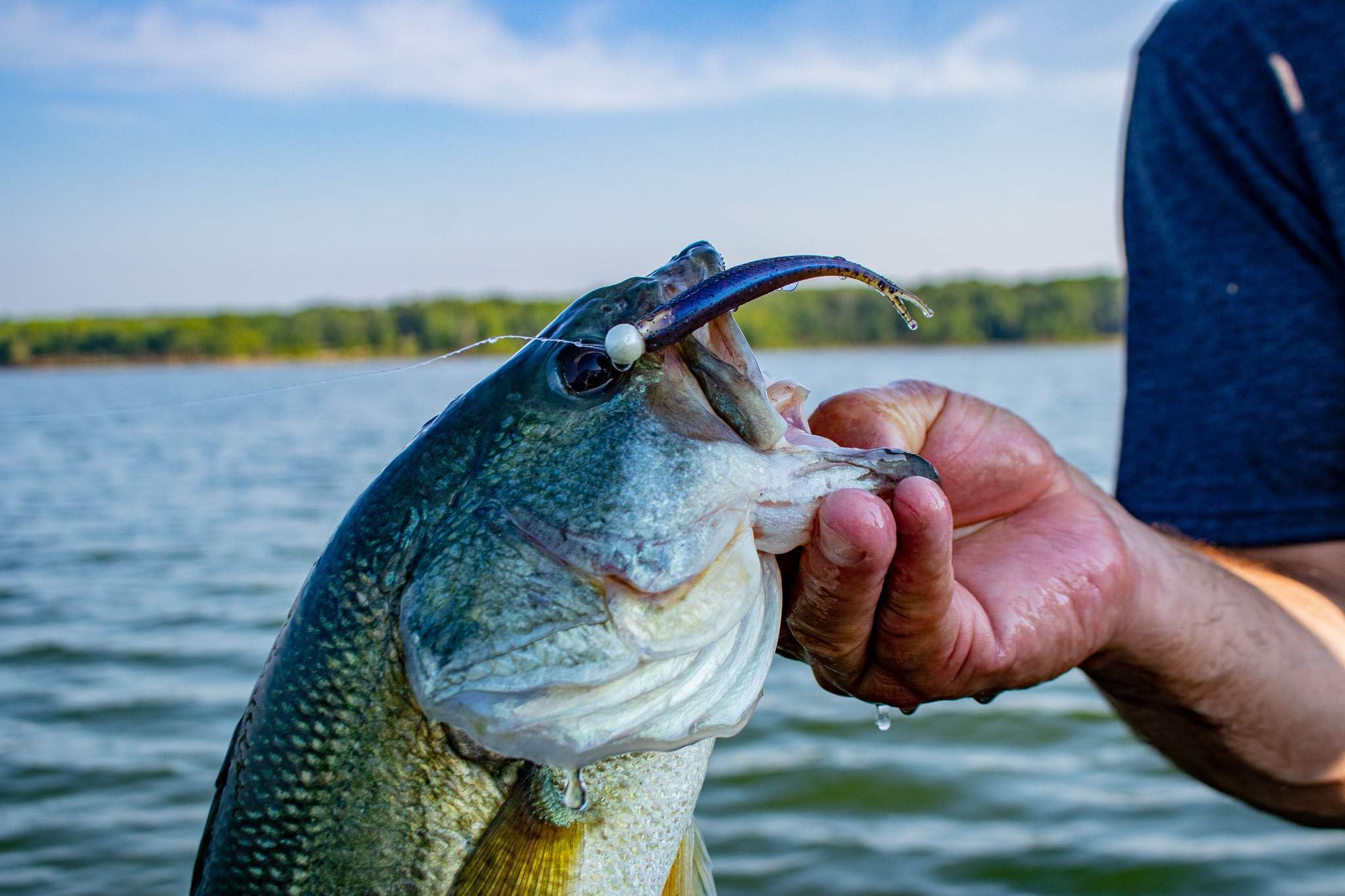 YUM FF Sonar Minnow Goby 4 packaging shows 8 count bag