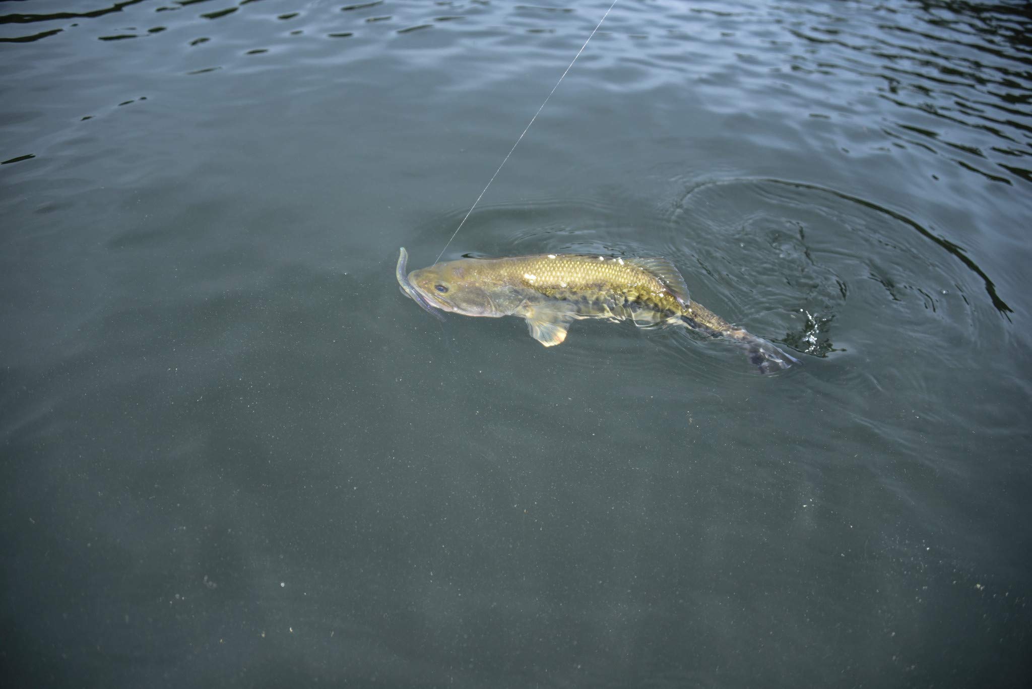 Yum Lures Dinger on a Texas rig shows versatile setup for bass