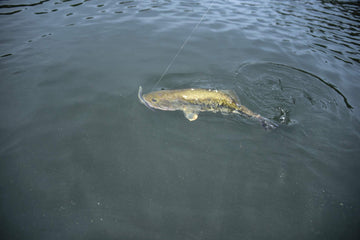 Yum Lures Dinger on a Texas rig shows versatile setup for bass