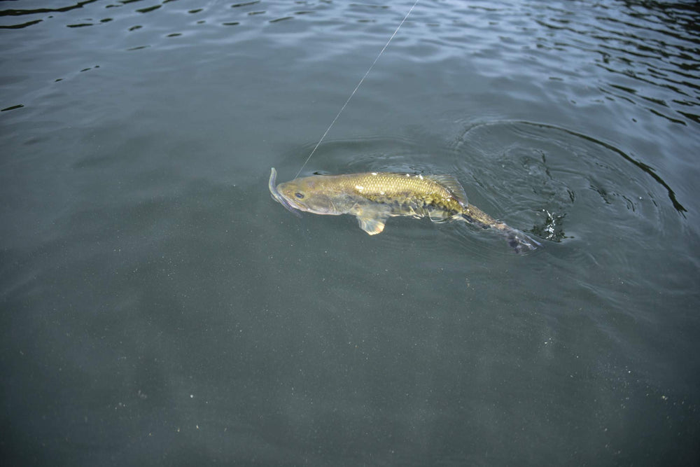 Yum Lures Dinger on a Texas rig shows versatile setup for bass