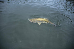 Close-up of Green Pumpkin Flake color on Yum Lures Dinger enhancing rig versatility