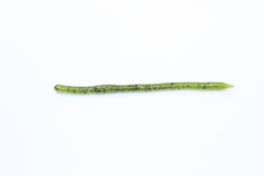 Zoom Bait Swamp Crawler Watermelon Seed 25-pack front view, soft worm ideal for Texas rigging and finesse